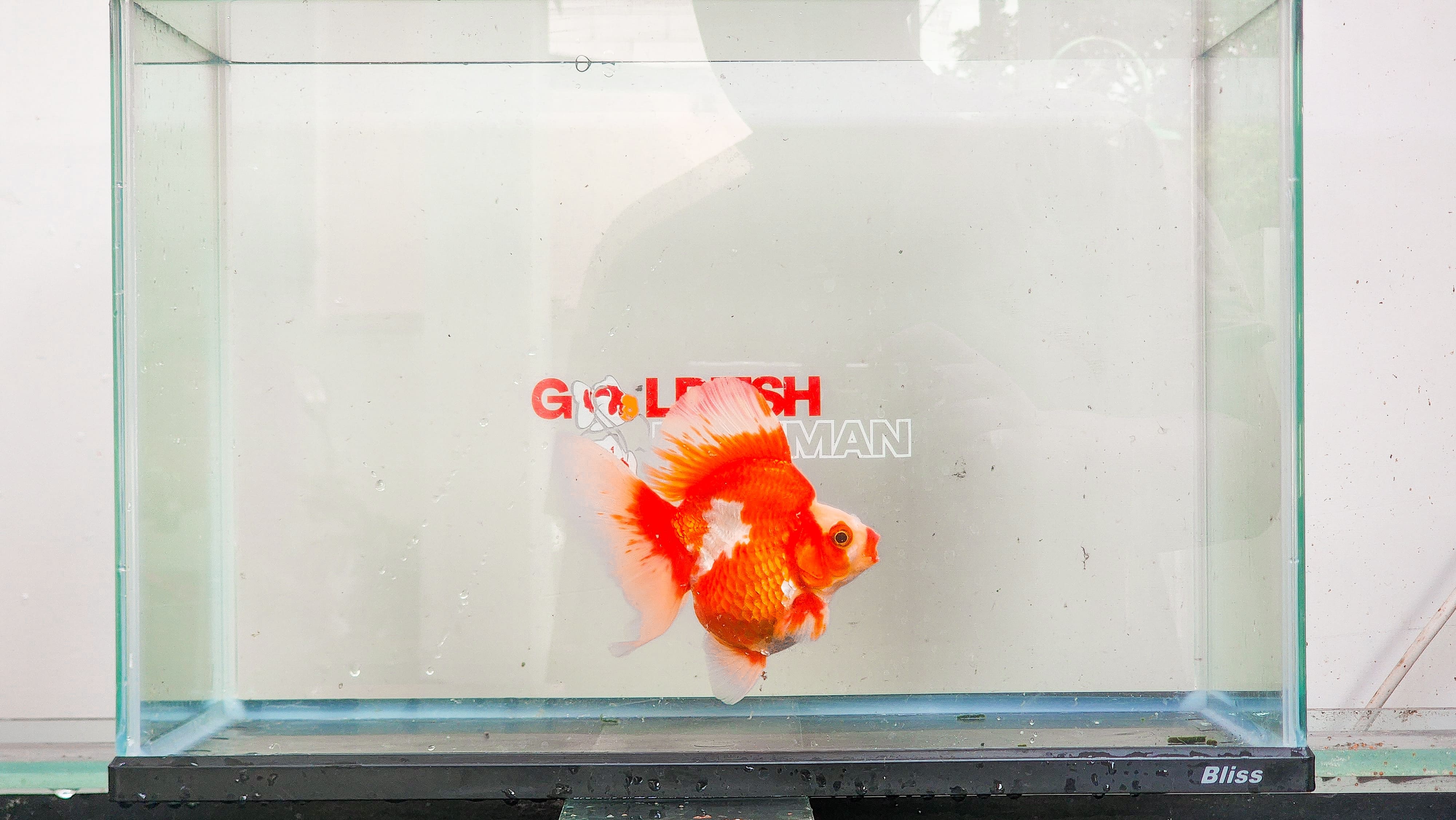 Ryukin Broad Tail (Male) Size 13,5 cm